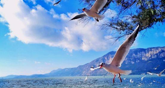 旅游月刊昆明海埂公园海鸥奇遇记