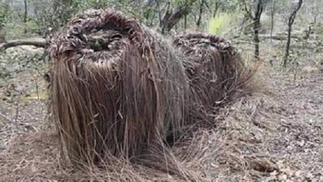 神奇的“食羊树”，羊群靠近就意味着死亡，温度达40℃就会自燃 - 知乎