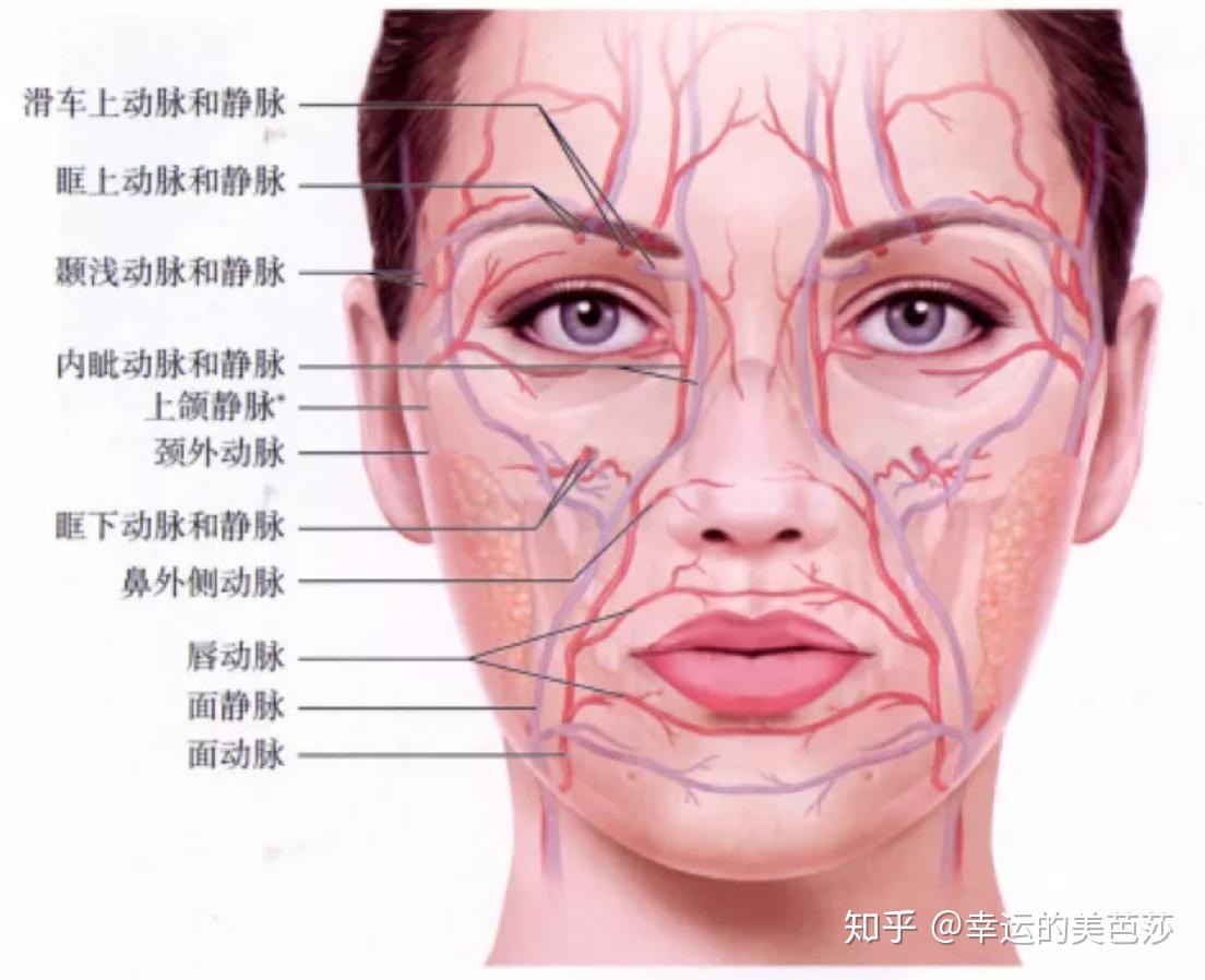 人体面部血管分布图因此,在很多神经丰富的区域(如眉周,眼周,口角