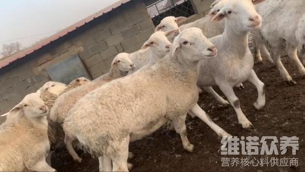 圈养繁殖羊饲料怎么配比,自制羊饲料配方 - 知乎
