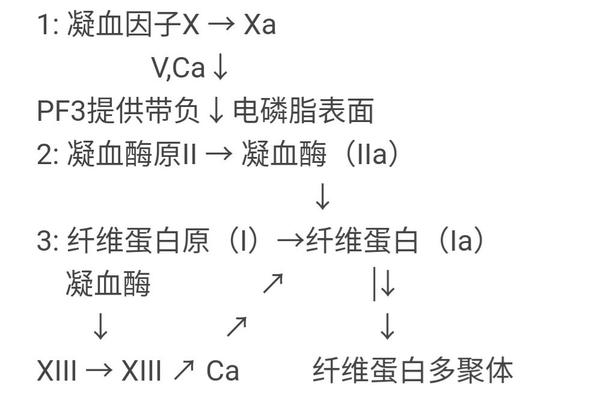 血液的凝固速度跟哪些因素有关 加速血液凝固的因素 男霸网