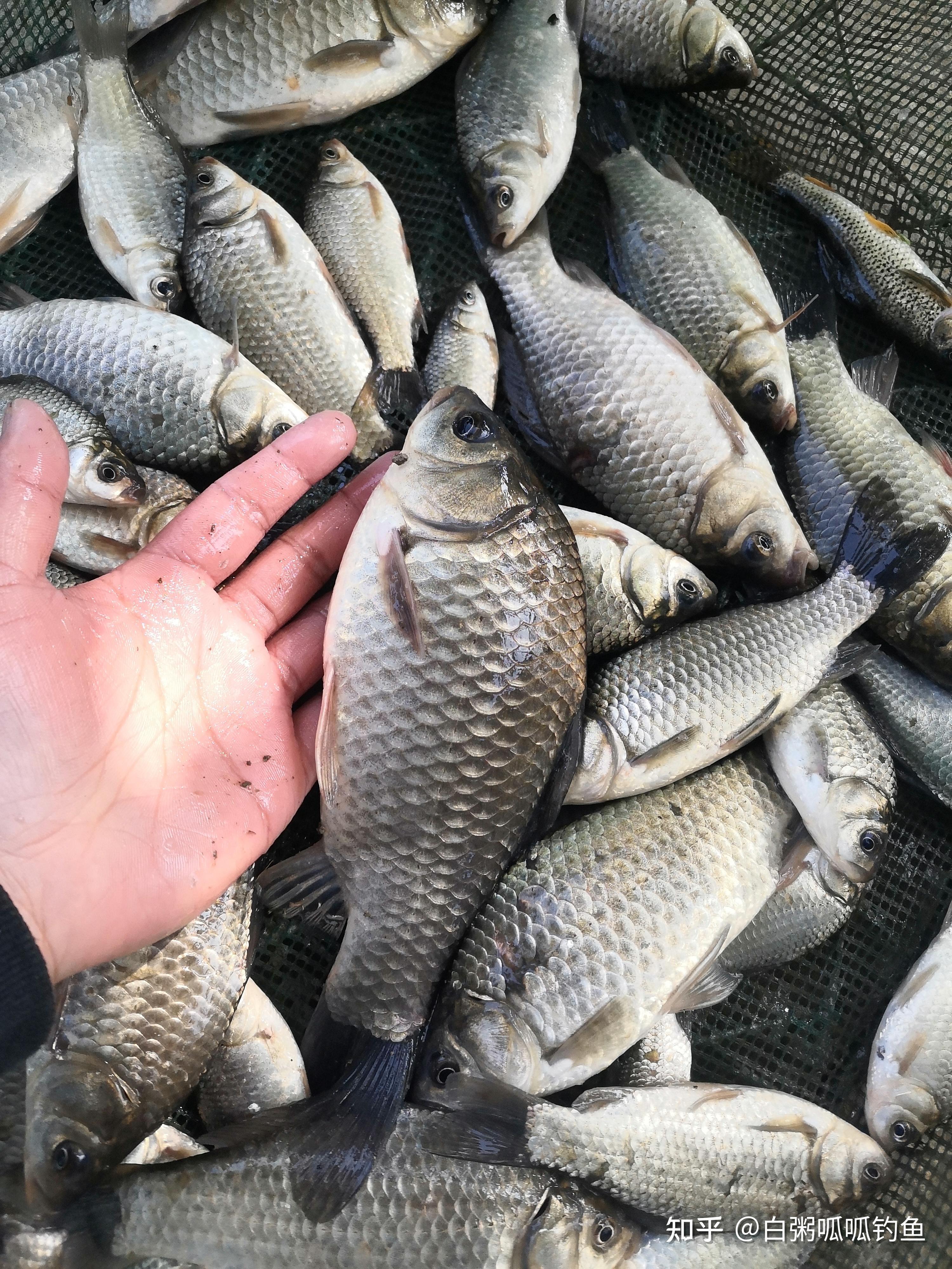 夏天野釣鯽魚適合什麼樣的餌料