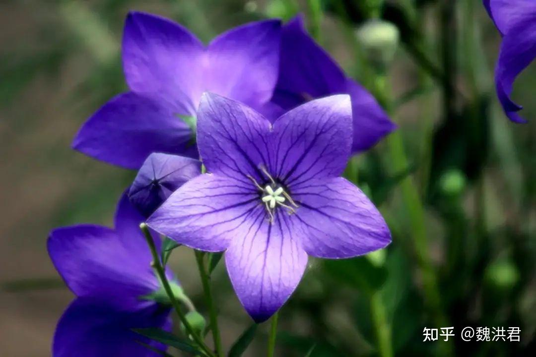 初花如包袱,又叫包袱花,花開猶如紫色的星星,漂亮非凡.