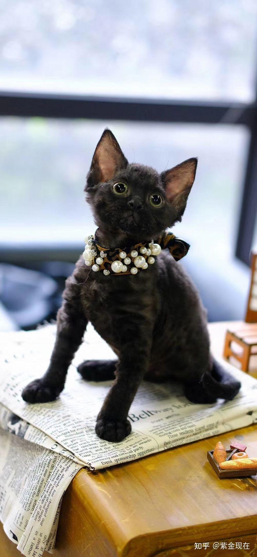 德文卷毛猫高清图片 - 知乎