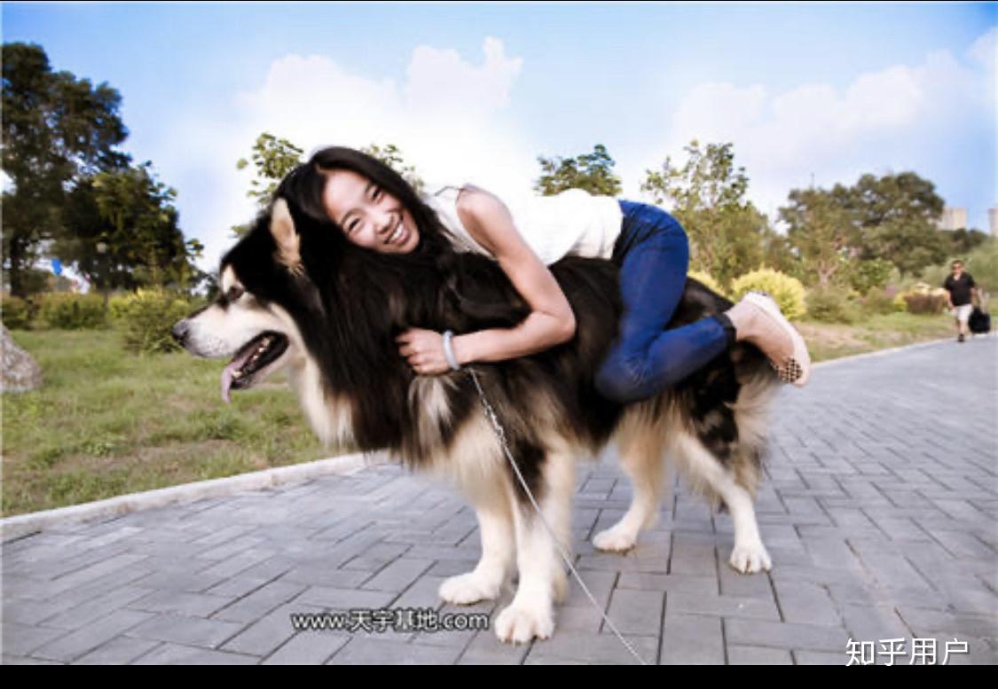 80斤能骑阿拉斯加犬吗