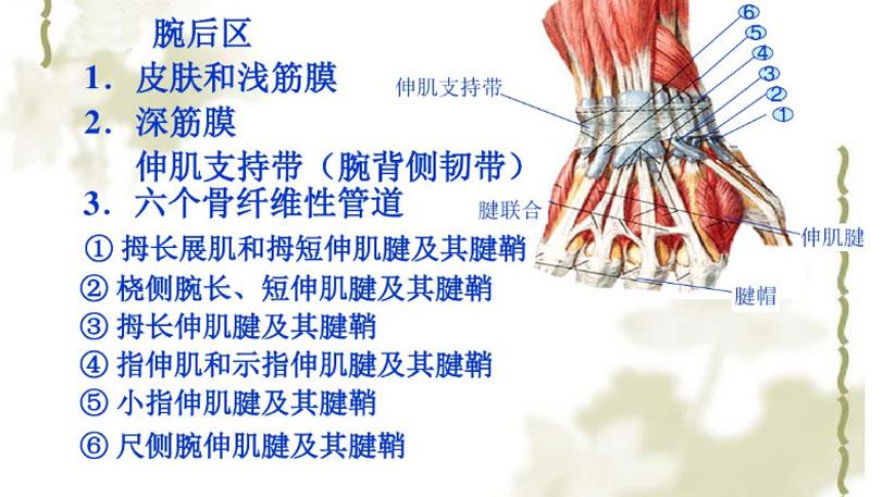 请问手腕肌腱在皮肤下面多深