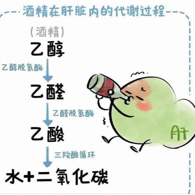 「喝酒前喝酸奶、浓茶能解酒护肝」这种餐桌解酒妙招，是护身符还是心理安慰？