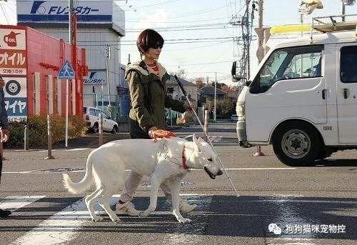 世界导盲犬日:它们值得更多的理解与尊重! - 知乎