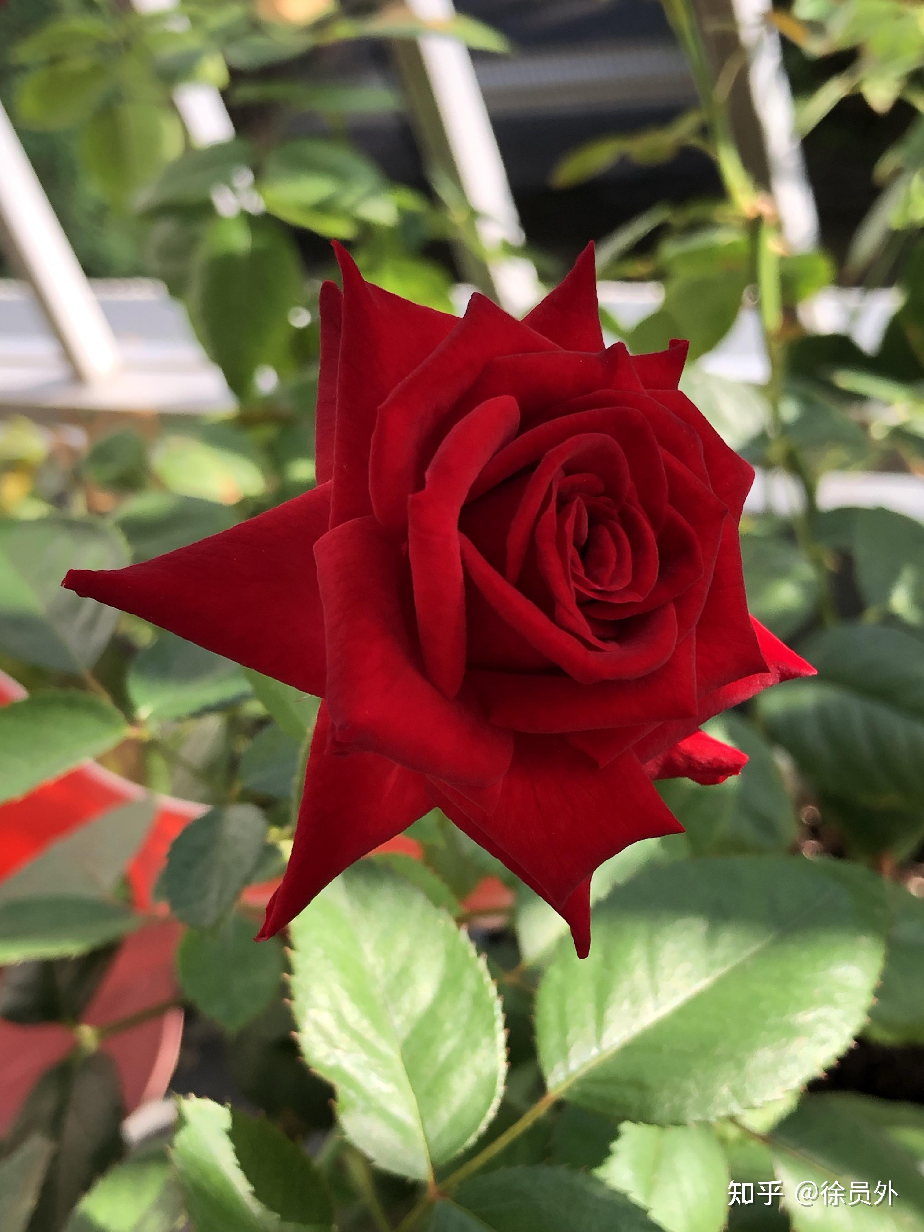 请问小姐妹们有没有谁养过玫瑰花的白玫瑰花真的会变成粉红色吗商家是