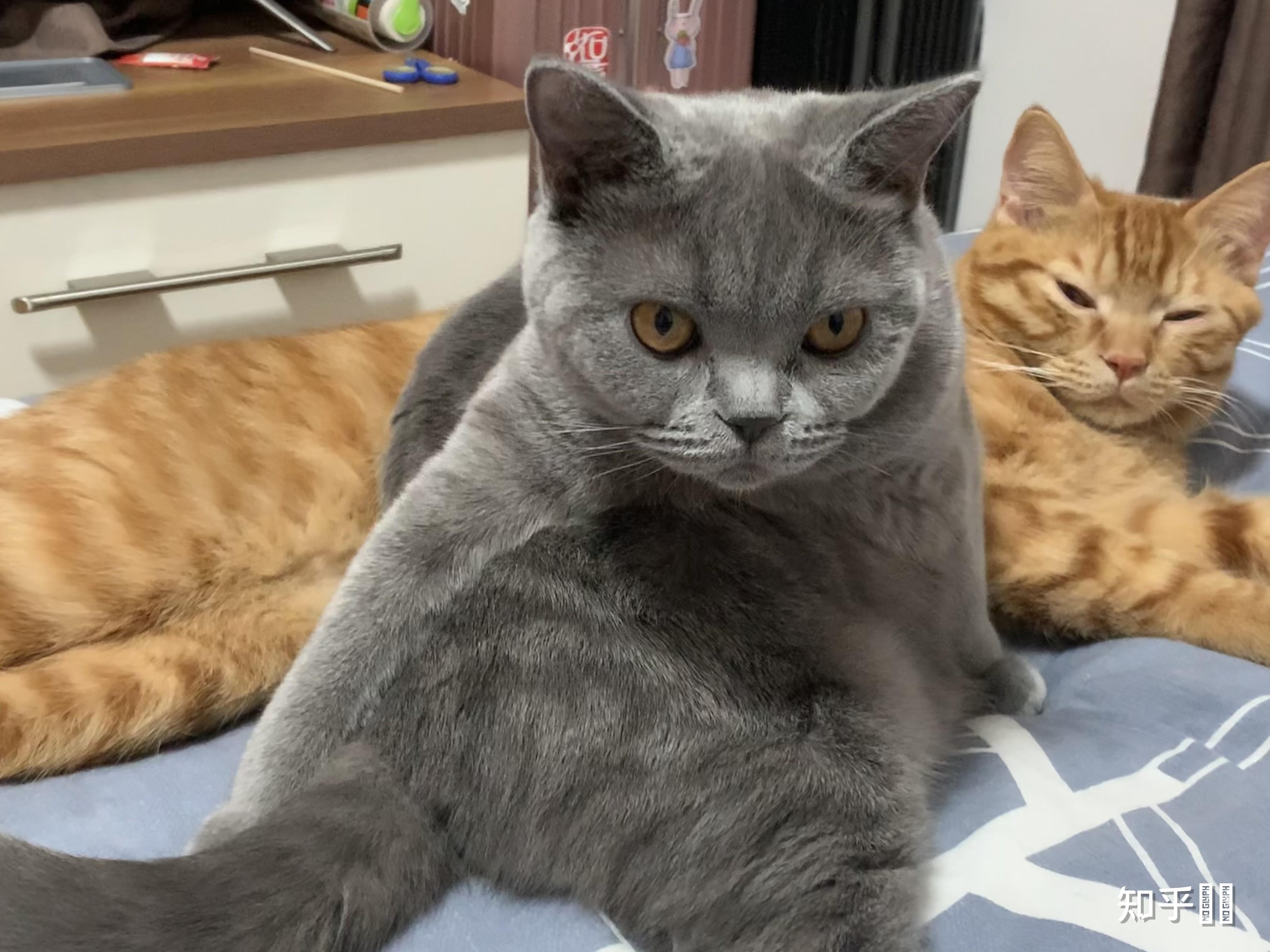 母狸花猫和公英短蓝猫能不绝育的共养吗? - 知乎