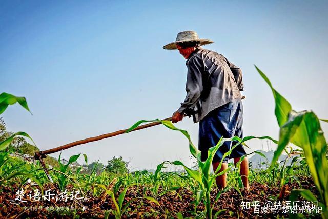 锄禾日当午汗滴禾下土谁知盘中餐粒粒皆辛苦请说出禾是哪种作物