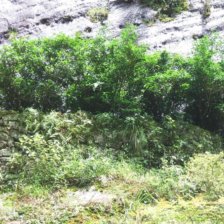 武夷岩茶的命名方式: 知乎