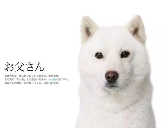 北海道犬首先日本銀狐是將薩摩耶與德國絲絨犬混血而培育出的小型化