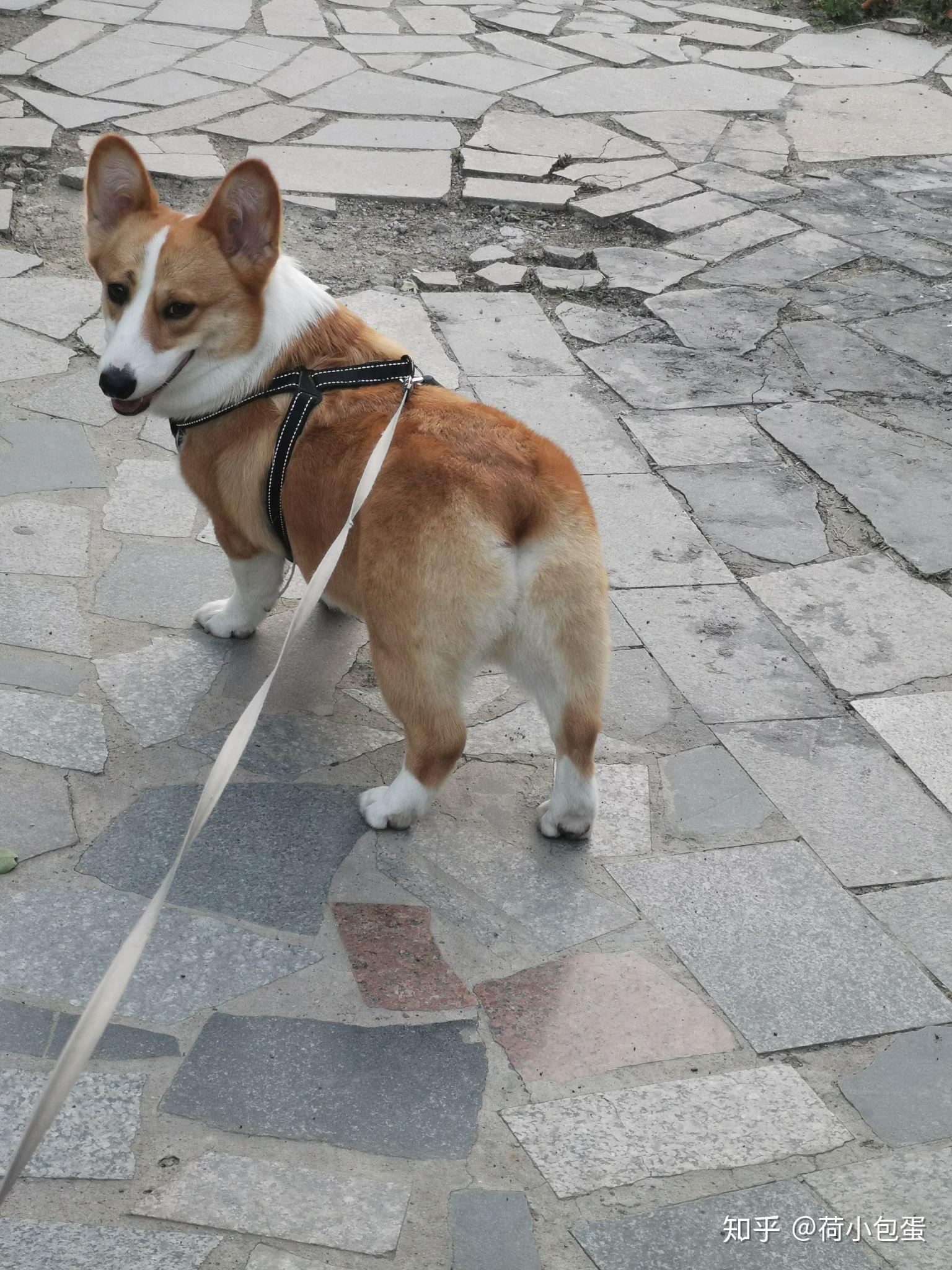 麻烦大佬看看我家三个月的柯基小妹,腿是不是太长了? - 知乎