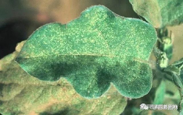 叶片发白失绿有斑点罪魁祸首就是它叶螨