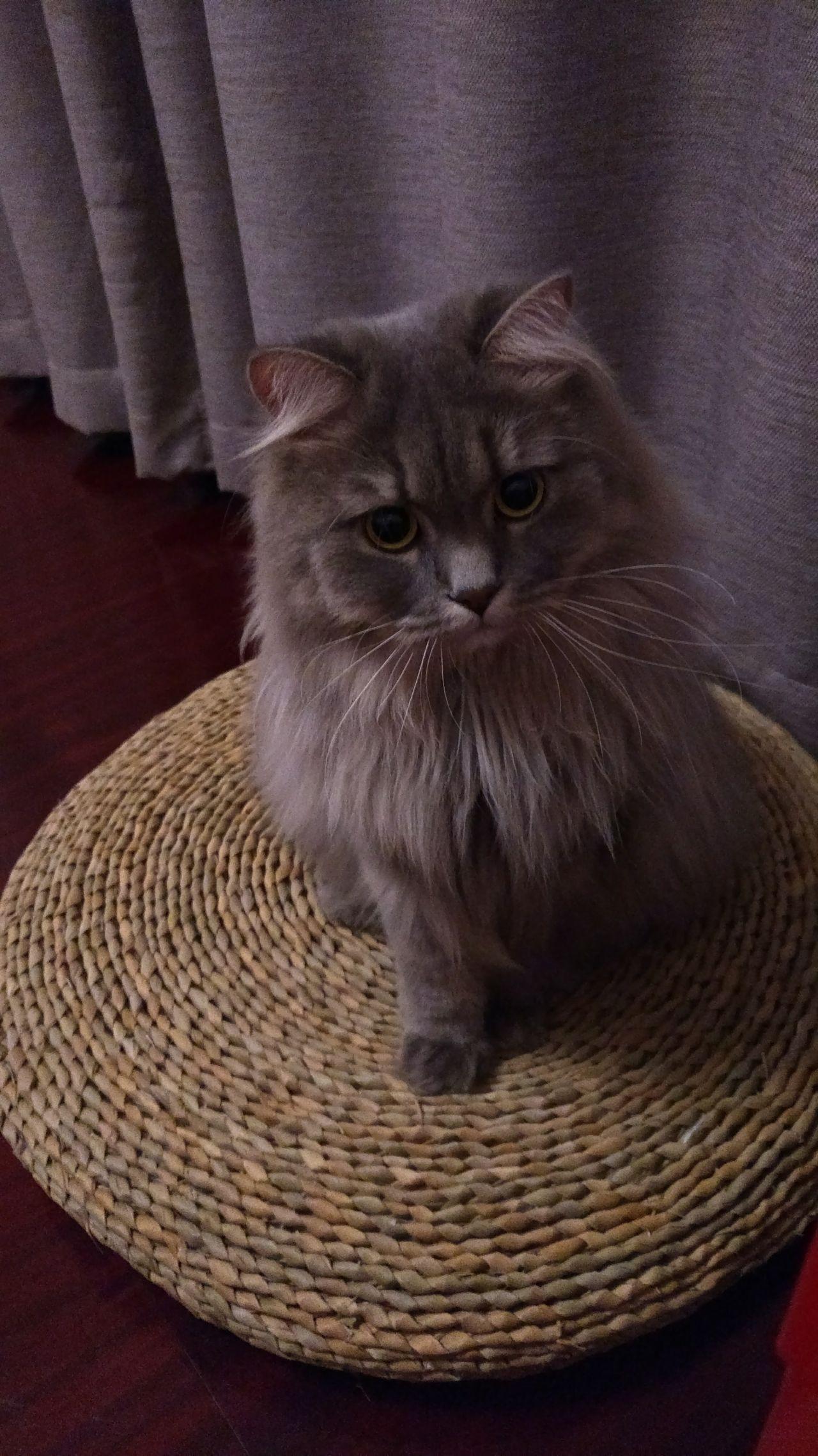 英国长毛混血金吉拉jojo