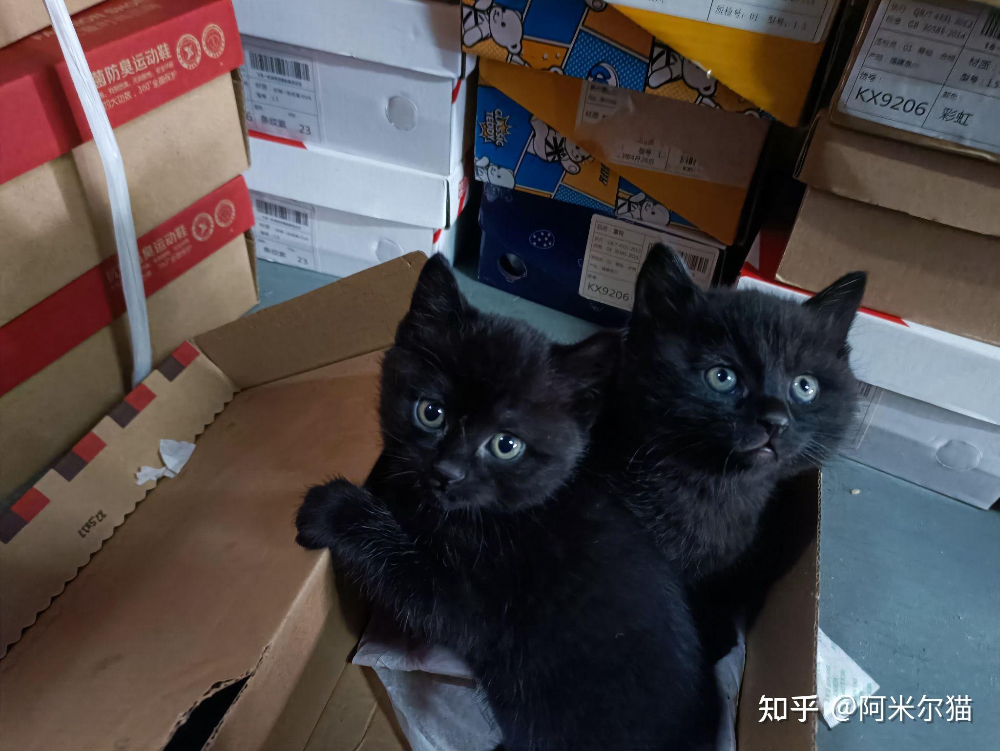 蓝猫爸爸和狸花猫妈妈生出来的孩子长什么样? - 知乎