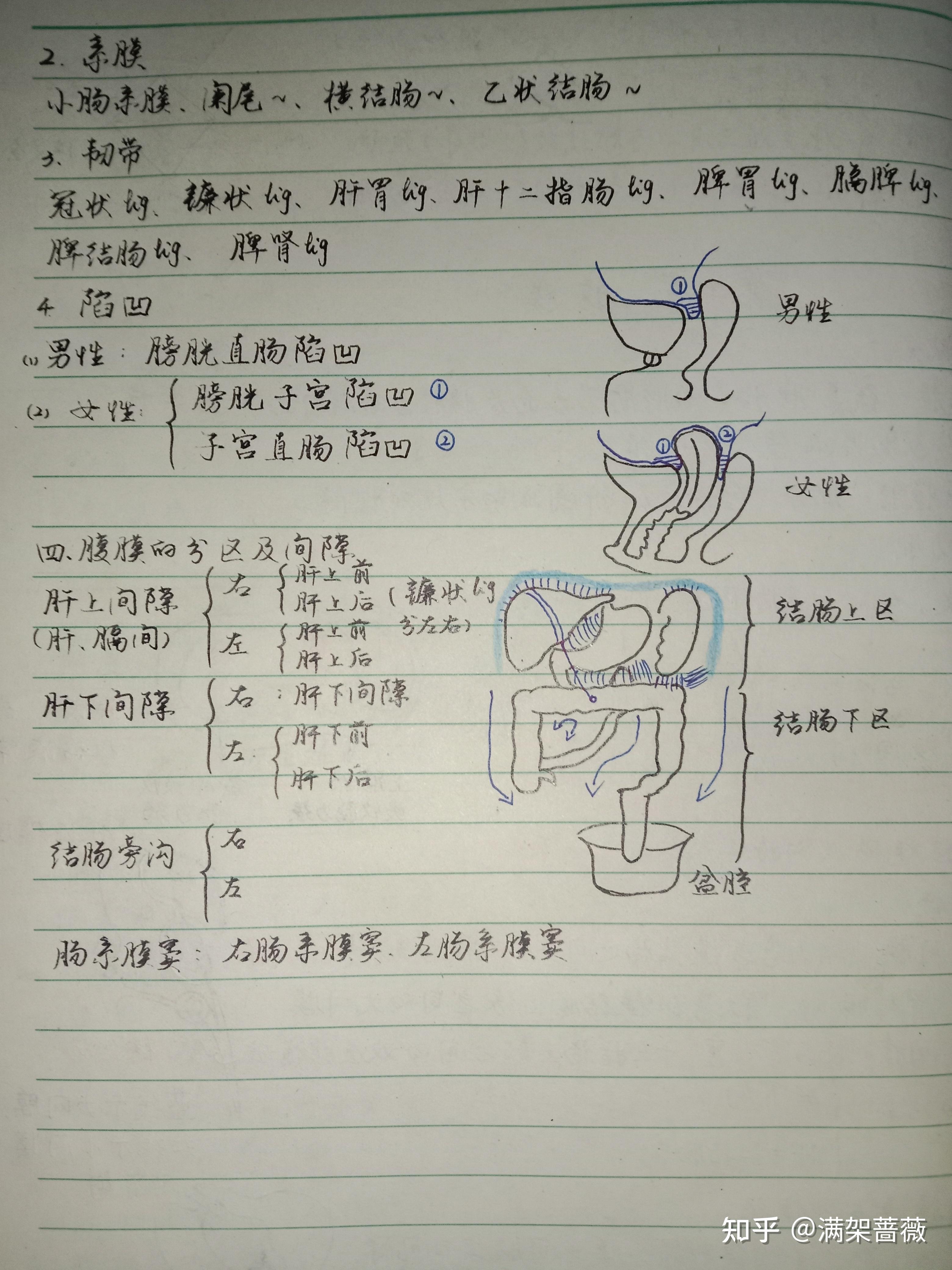 系统解剖学笔记图片