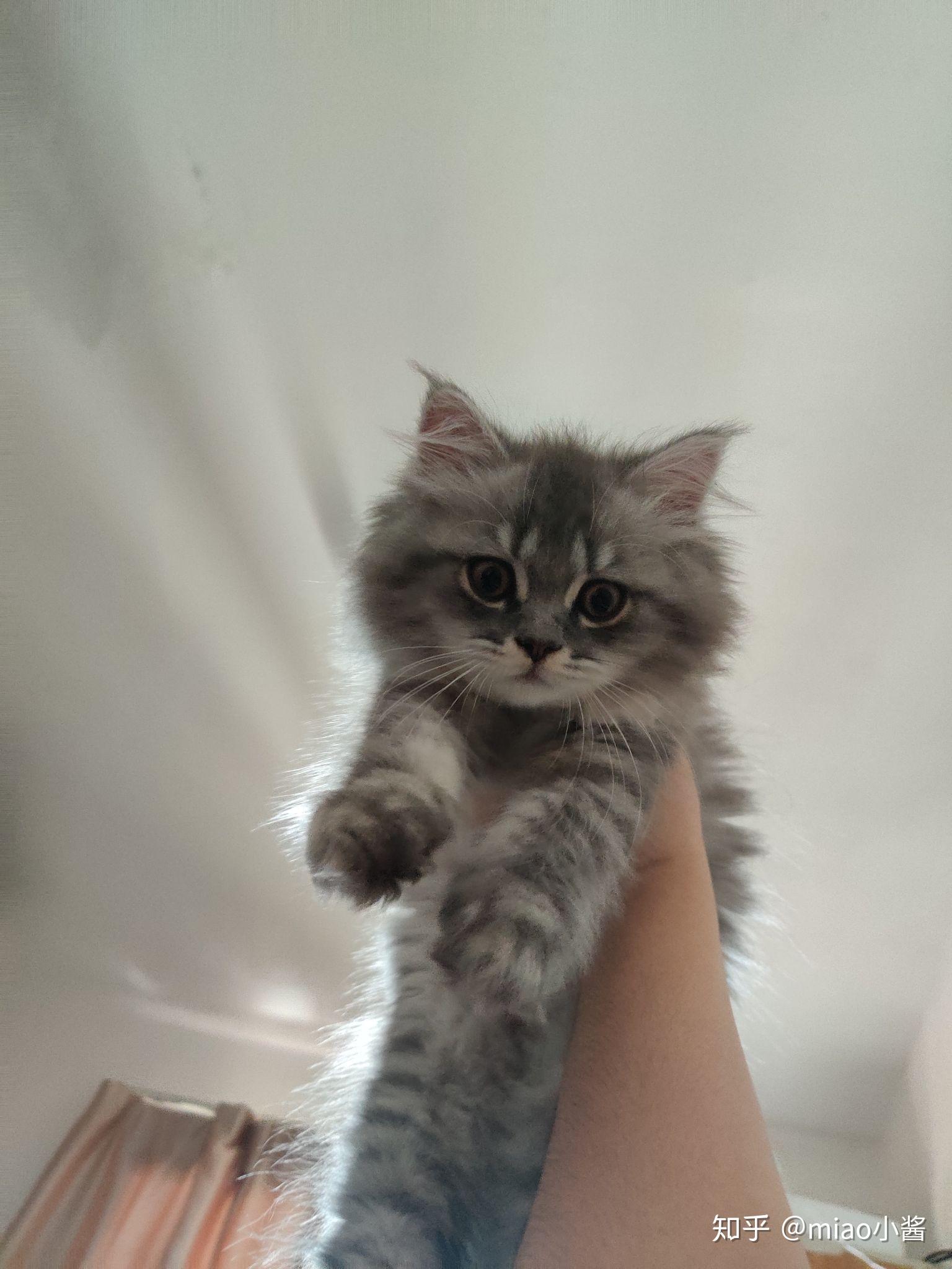 蓝猫和银渐层能配出什么样的小猫