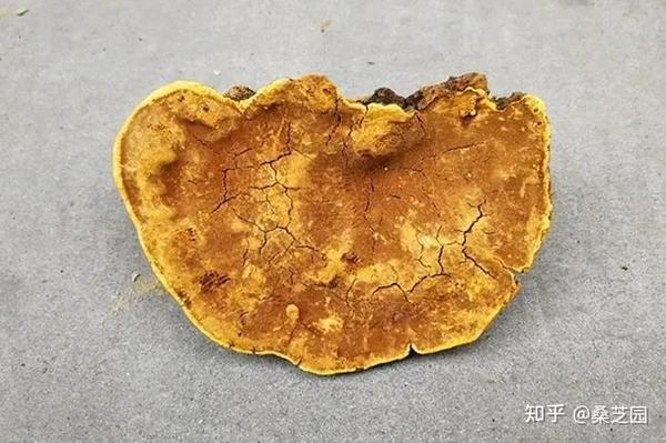 必看！桑黄究竟能不能抗癌？科学依据是什么？ - 知乎