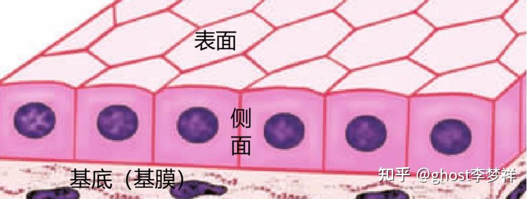 组织学胚胎学笔记#2-上皮组织2[特化结构] - 知乎