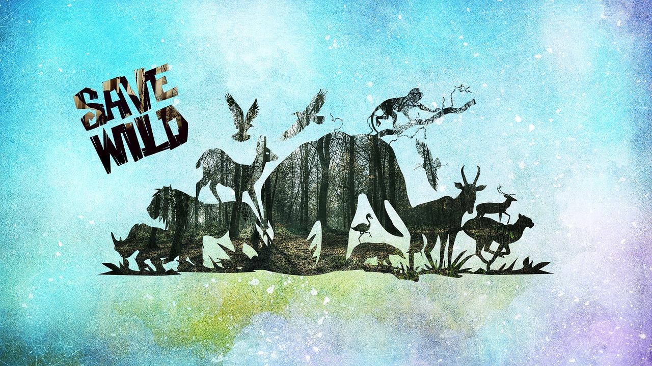 如何捕捉野生金钱龟