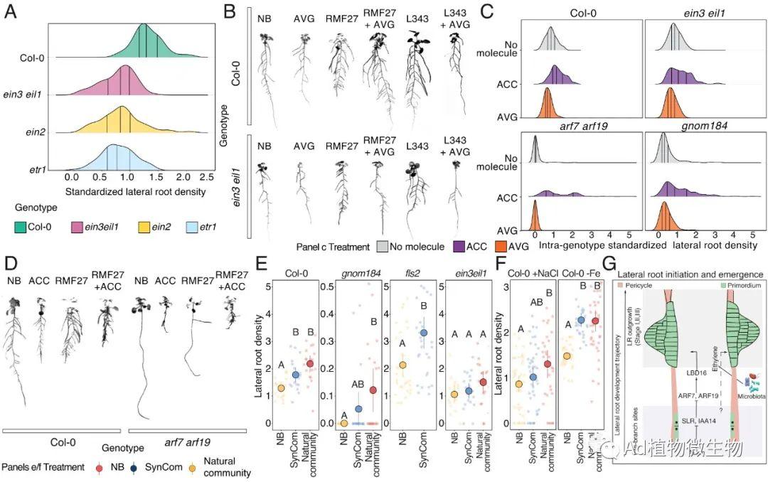 PNAS | 研究揭示植物微生物群调节植物根系分支的新机制! - 知乎
