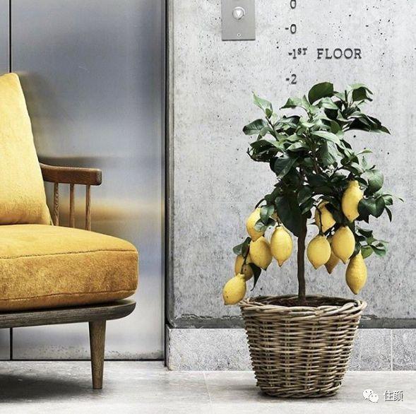 把柠檬树放进家居中，效果怎么样？ - 知乎