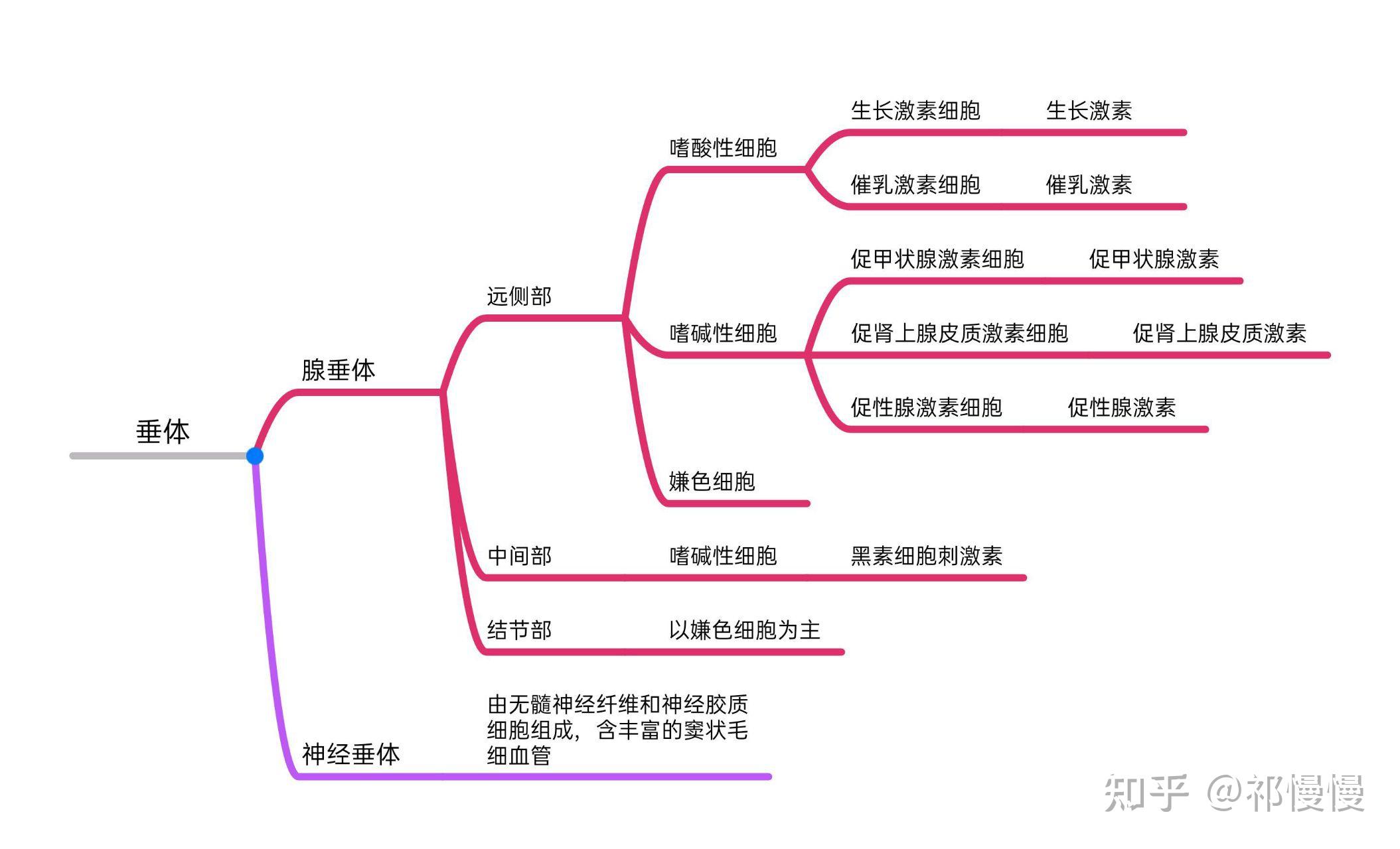 组织学与胚胎学思维导图