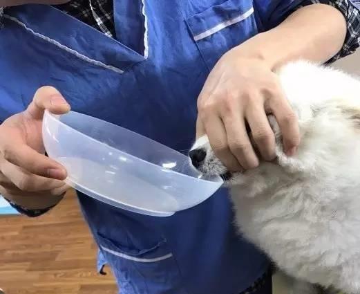 宠物的催吐-急救术