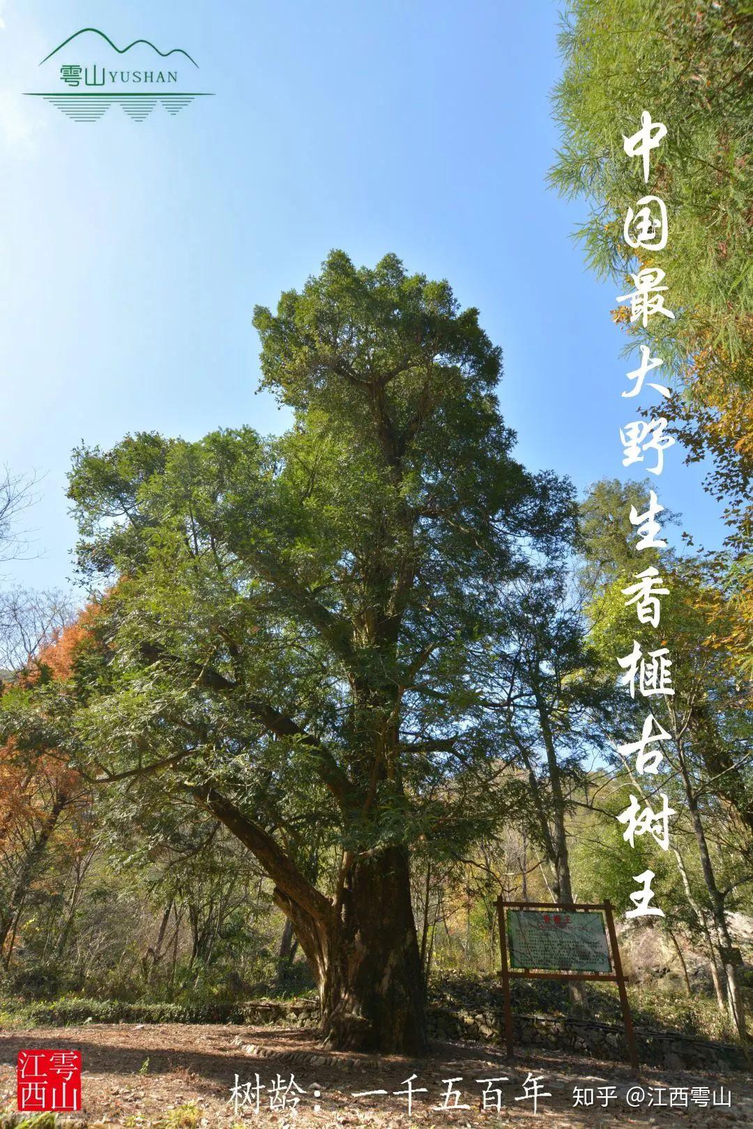 江西雩山为何是香榧的种植"圣地"? - 知乎