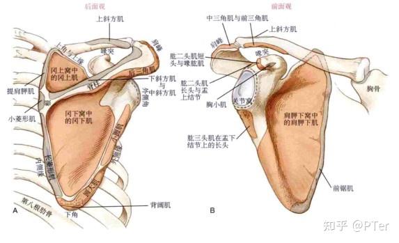 关节窝的上边缘和下边缘是盂上结节和盂下结节,分别为肱二头肌和肱三