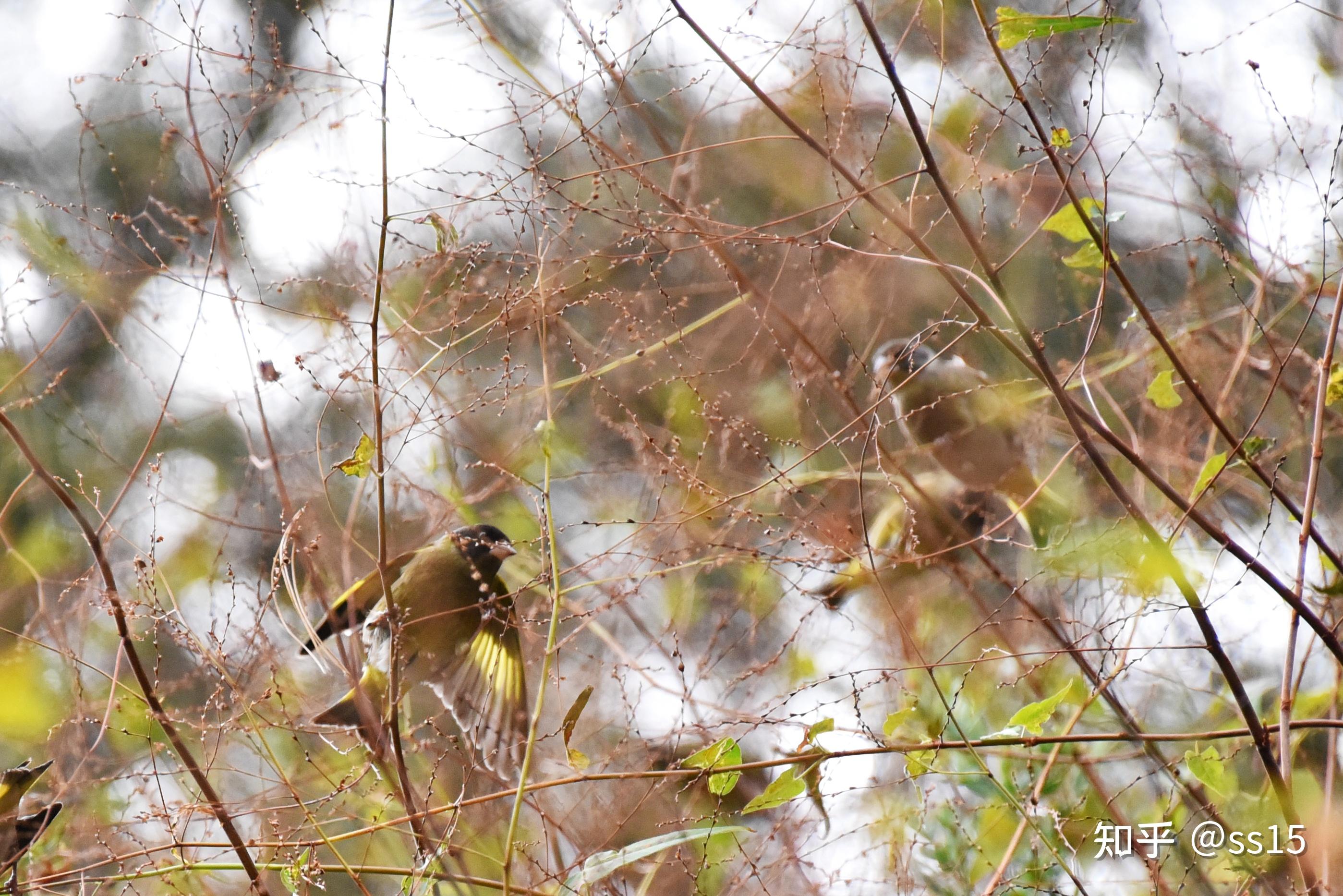 黑头金翅雀 - 知乎