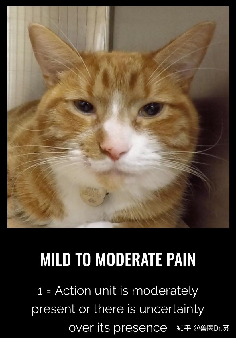 看猫咪的鬼脸就能判断疼痛