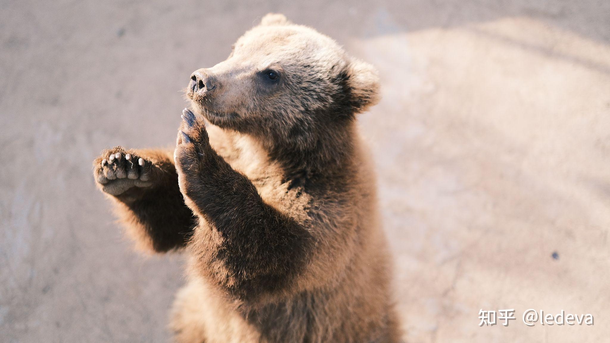 如何看哈苏富士这类品牌的相机优缺点