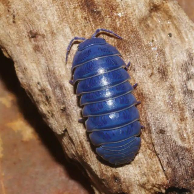 生物的结构色可以从食物、疾病等途径获得吗？