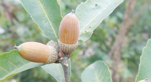 世界上还有没有什么好吃的食材或者水果藏在深山老林,等待着人们去栽