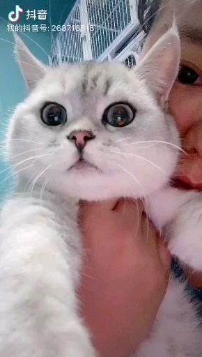 猫咪怎么看公猫母猫 v2-7463ecccb5ac7a64ca915fd06185c699.jpeg