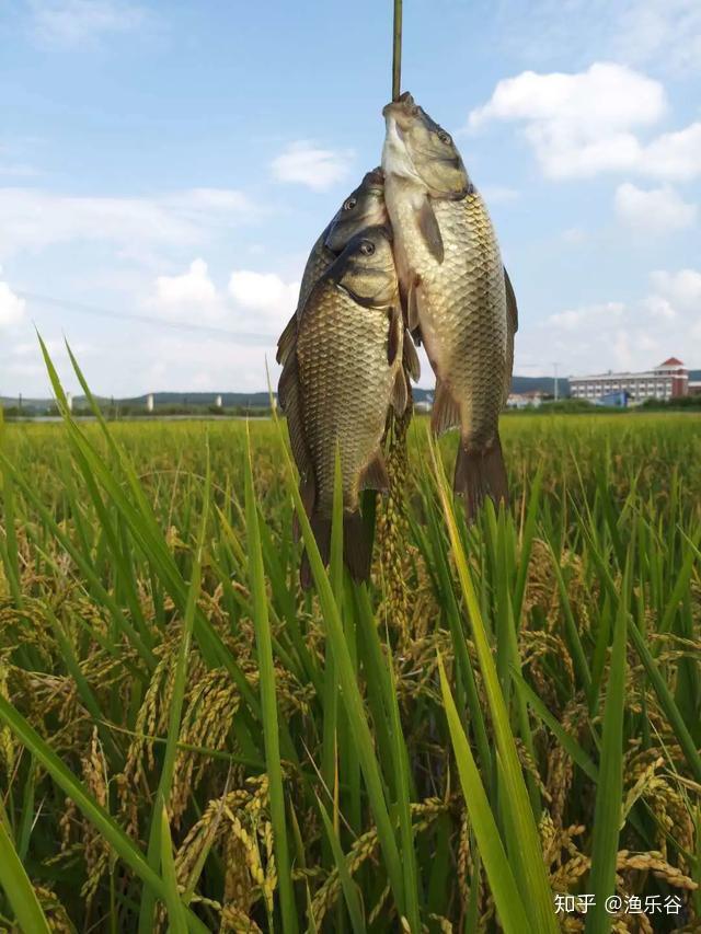 寻味,舌尖上的美味—寻甸稻花鱼 - 知乎