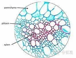 【植物学笔记】植物组织（一） - 知乎