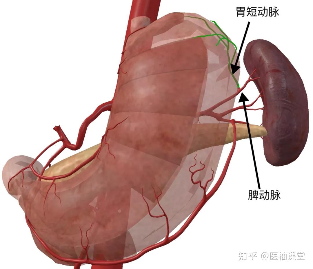 胃的血管解剖知识（图文） - 知乎