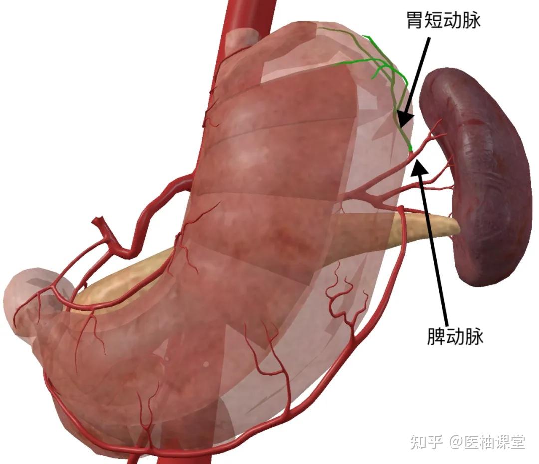 胃动脉解剖图图片