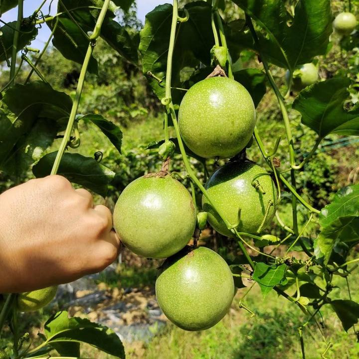 钦蜜9号黄金百香果种植技术及方法