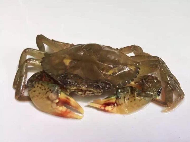 软壳蟹就是蟹蟹亲的好