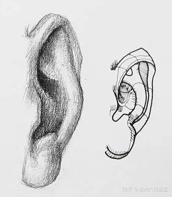 送给美术生和零基础成人,美院在读研究生最新解析素描耳朵