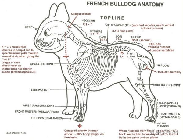 法老王犬身体构造图片