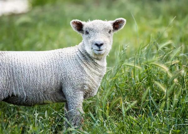 babydoll 是英国最古老的绵羊品种之一,曾经也是很重要的羊毛品种.