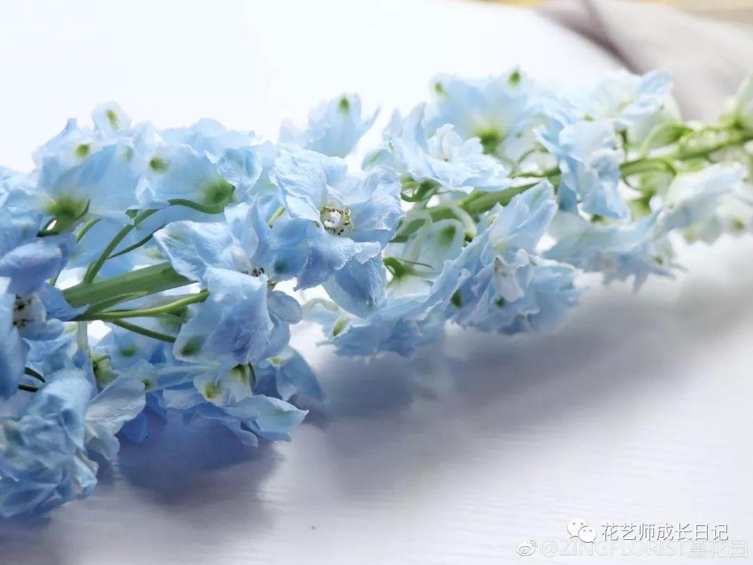 大飞燕dior的最爱花材干净的淡蓝色一定是夏天的颜色