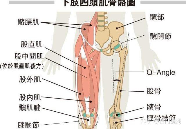 大腿前凸小腿後凸且腿不直是彎的小腿處有空隙怎麼矯正