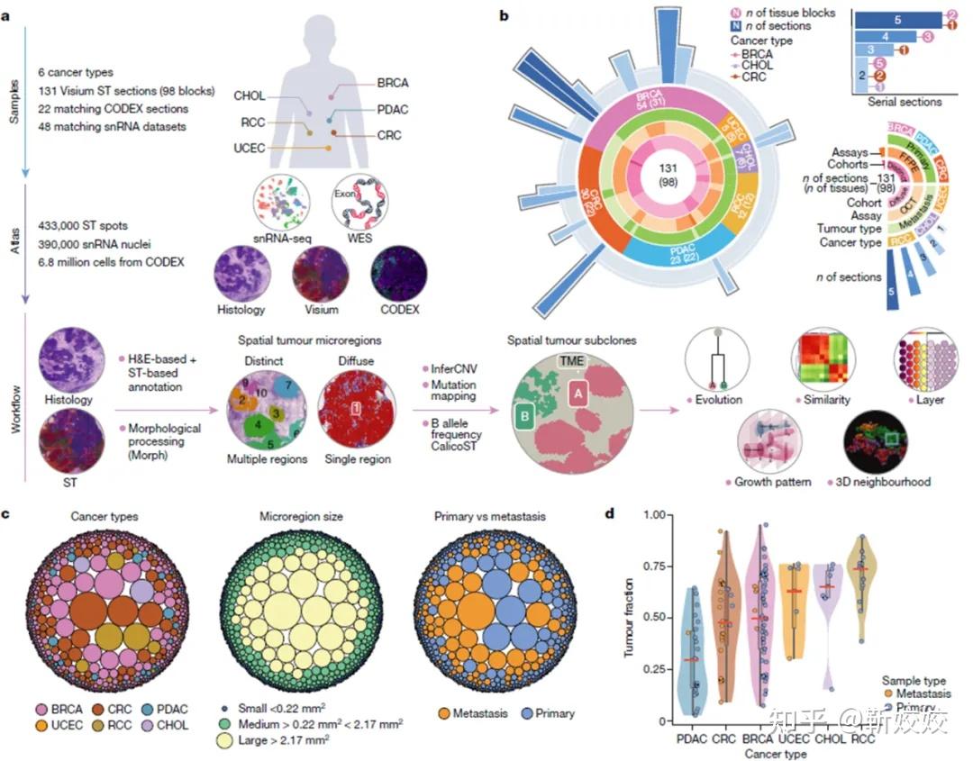 GK18-030 南江堂 組織学 原書第5版 2012 Ross Pawlina